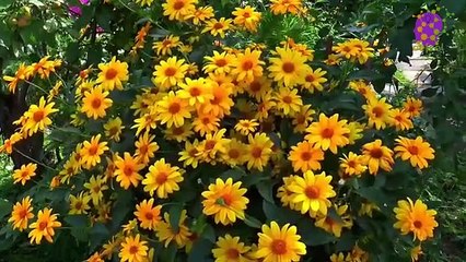 logo-15-min-forest-greenery-20210426-221533