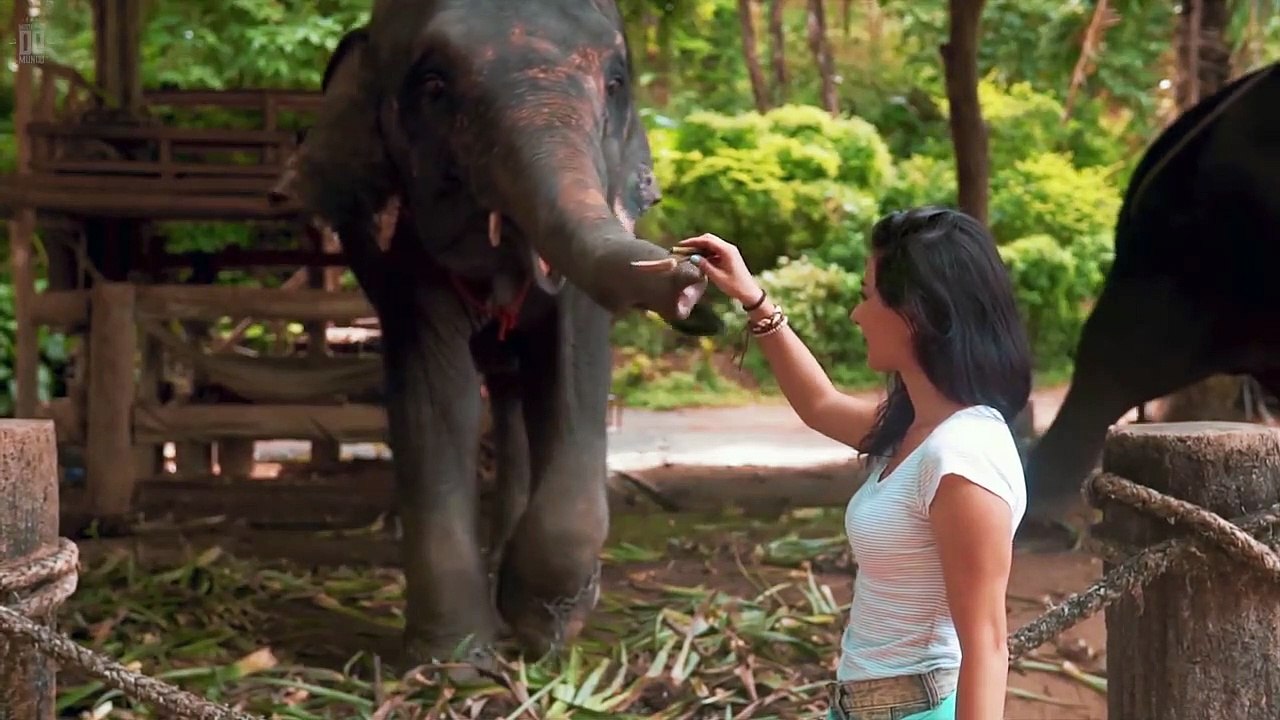 Os 14 animais mais mortais do mundo