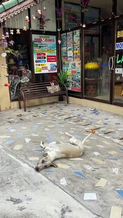 A Man Playing with a Dog