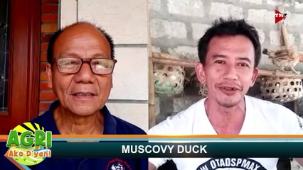 “MUSCOVY DUCK” Ep.54 AGRI Ako D’yan