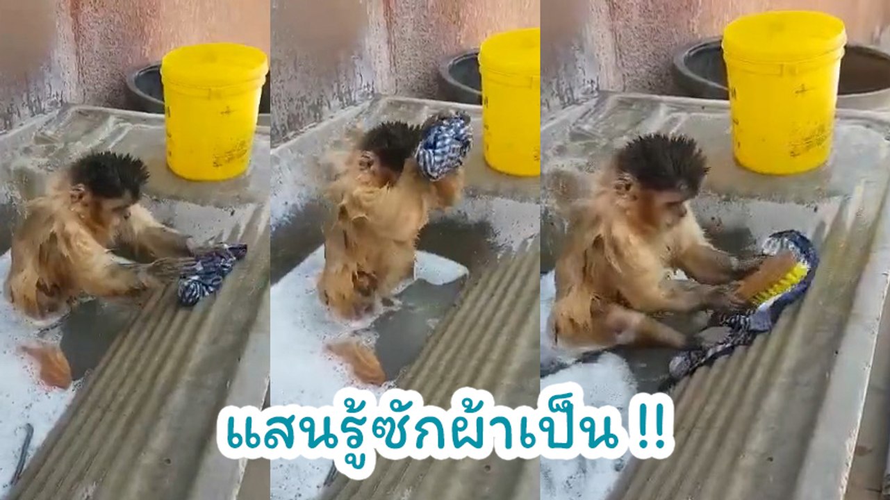 เปิดคลิปลิงตัวน้อย กำลังลงอ่างแช่น้ำพร้อมซักผ้าไปด้วย ถูกใจชาวเน็ตแห่ดูกว่า 20 ล้าน