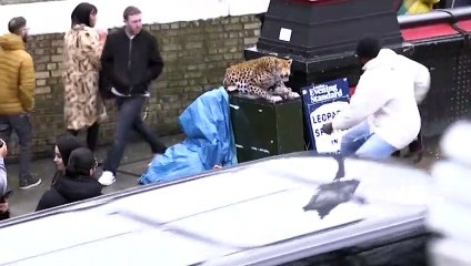 LEOPARD PRANK! - In Camden Town!