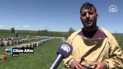 Zengin bitki örtüsüne sahip Ağrı yaylalarında arıcıların bal mesaisi başladı