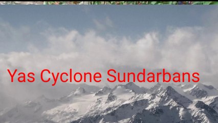 Bengal  Sundarbans  yas