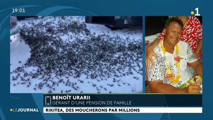 Rikitea, des moucherons par millions