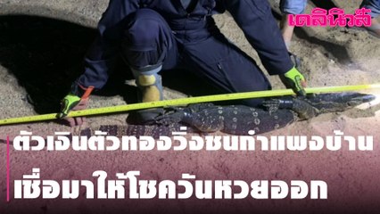 ตัวเงินตัวทองวิ่งชนกำแพงบ้านเชื่อมาให้โชควันหวยออก | Dailynews