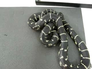 voracité de Lampropeltis getulus getulus