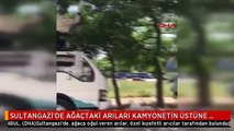 SULTANGAZİ'DE AĞAÇTAKİ ARILARI KAMYONETİN ÜSTÜNE ÇIKARAK ALDILAR