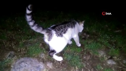 Amasya’da kediyle farenin oyunu ilginç görüntüler ortaya çıkardı