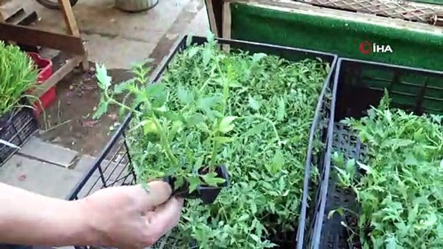 Vatandaşlardan domates ve biber fidelerine yoğun ilgi