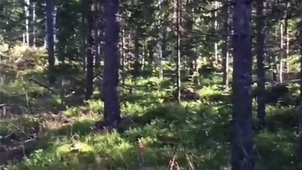 Ayı saldırısından bakın nasıl kurtuldu!