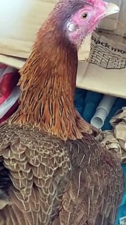 Angry Chicken