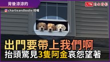 出門要帶上我們啊！ 主人抬頭驚見3隻阿金哀怨望著