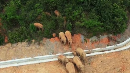 Una manada de elefante con seguimiento vía satélite