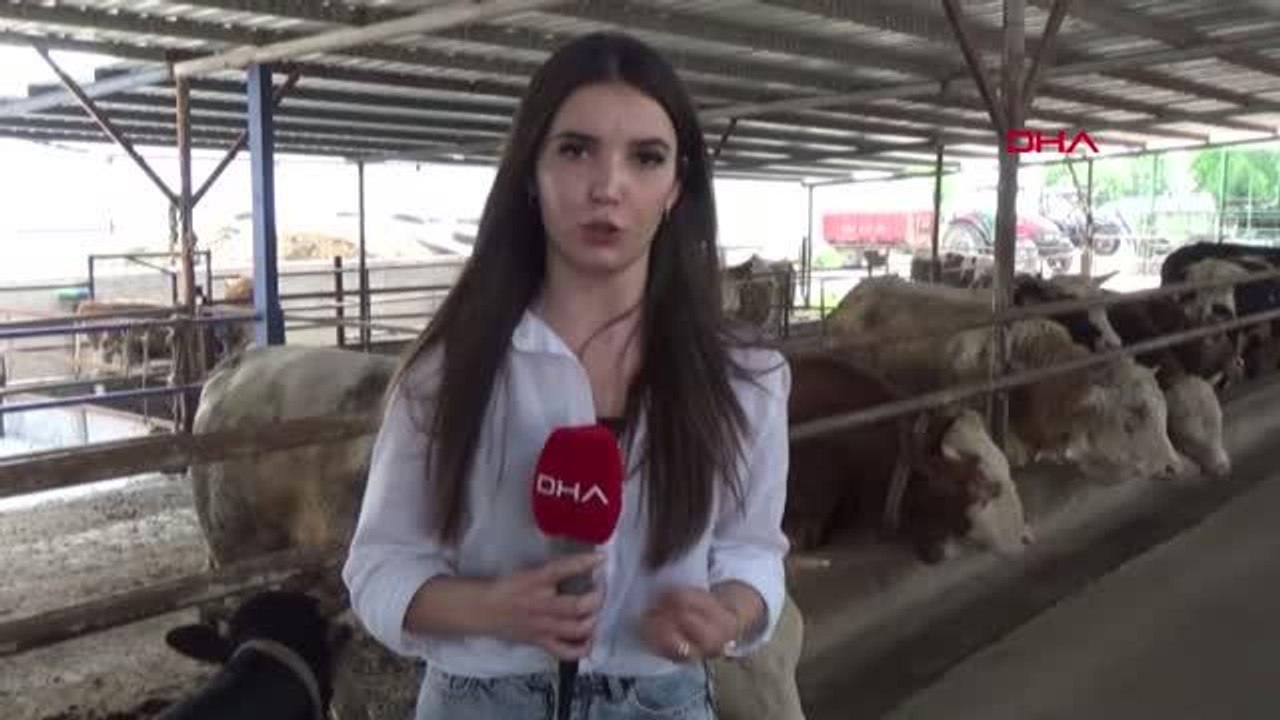 KURBANLIK HAREKETLİLİĞİ BAŞLADI; BÜYÜKBAŞ 12 BİN İLA 40 BİN LİRA ARASINDA DEĞİŞİYOR