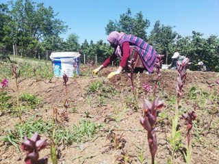 BAHÇESİNDE FINDIKLA BİRLİKTE KİLOSU 150 LİRAYA ÇIKAN SALEP ÜRETİYOR