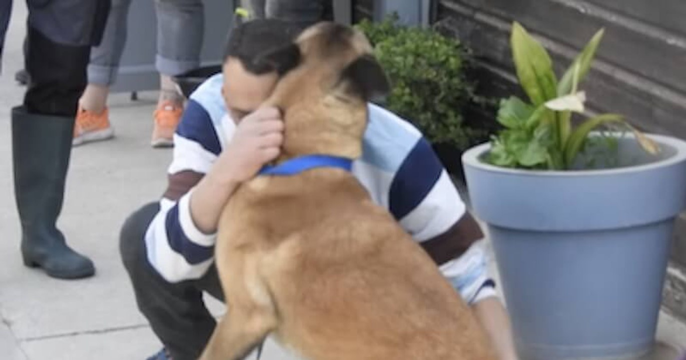 Montpellier : volé il y a huit mois, un chien retrouve son maître domicilié à 500 km