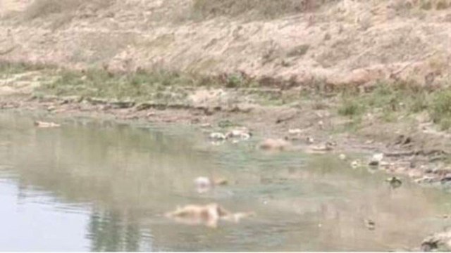UP: Dead bodies found in Ganges, on Buxar bank in Unnao