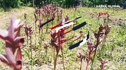 Geçen yıl 60 liraydı, bu yıl 150 lira... Anında satılıyor