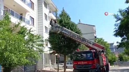 Ağaçta mahsur kalan kedi kurtarıldı