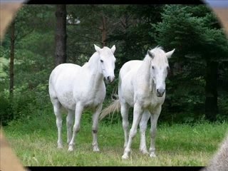 Ma passion : les chevaux