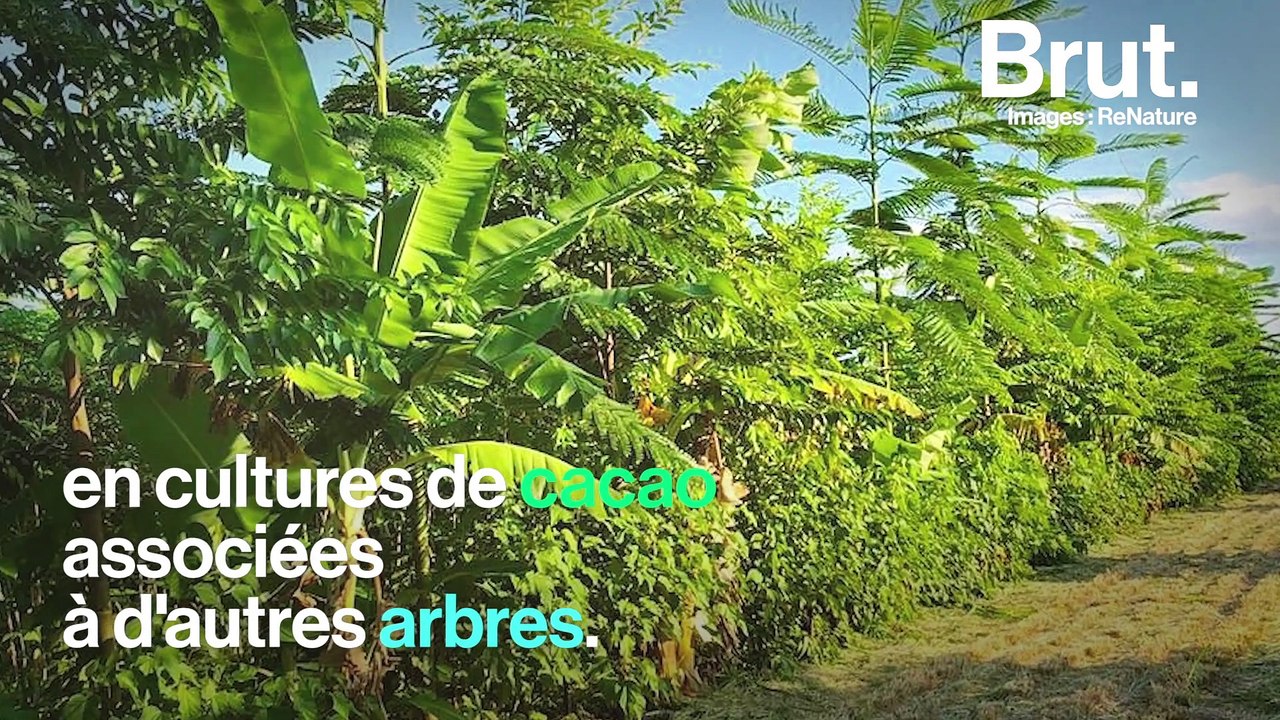 C’est quoi l’agriculture régénératrice ?