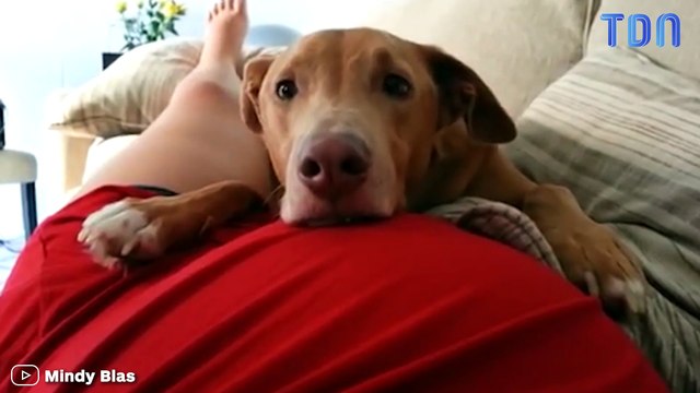 Le bébé donne des coups de pied dans le ventre de sa maman : la réaction du chien est hilarante