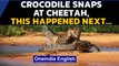 Crocodile snaps at Cheetah drinking water from a pond| Video goes Viral | Oneindia News