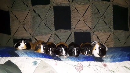 CAVIA PORCELLUS PARSLEY CLOVER IRIS CJ MARY IRIS TURMERIC 20200604_105112