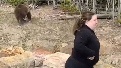 Yellowstone Rangers Investigating Ill Conceived Grizzly Bear Photoshoot | Moon TV News