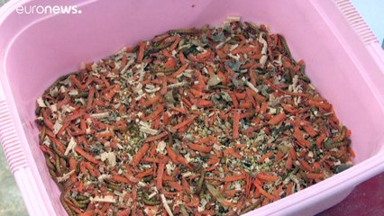 في الكويت.. مربي "ديدان خارقة" يرسم لها طريقا نحو أطباق الخليجيين