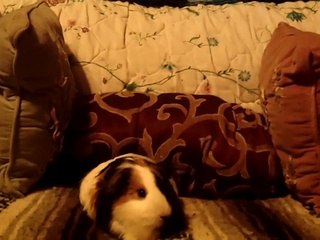 CAVIA PORCELLUS TURMERIC 102_4901