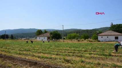 MUĞLA ASLI, HAYATINI DEĞİŞTİREN KUŞKONMAZDA, REKOLTENİN 17 TONUNU E- TİCARET İLE SATTI