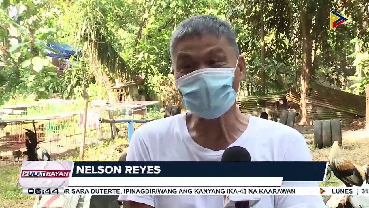 US CDC: Paghalik at pagyakap sa manok at iba pang poultry, posibleng magdulot ng salmonella infection