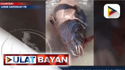 Isdang hindi pangkaraniwan ang laki, nahuli sa Quezon