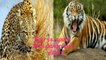 Tiger vs Leopard most dangerous attack animals and humans