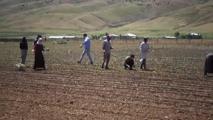 Türkiye'de bu yıl 150 bin ton tütün üretimi bekleniyor