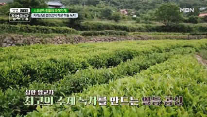 지리산과 섬진강이 키운 하동 녹차