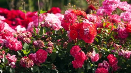 Murat Gjoniku - Te Kan Mashtru