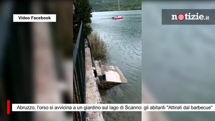 Abruzzo, l'orso si avvicina a un giardino sul lago di Scanno: gli abitanti "Attirati dal barbecue"