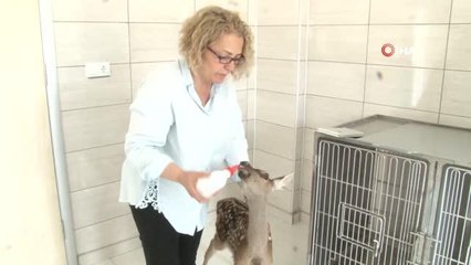 Tedavisi tamamlanan minik geyik biberonla besleniyor