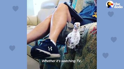 Guy Who Didn’t Like Birds Is Best Friends With One Now _ The Dodo Soulmates