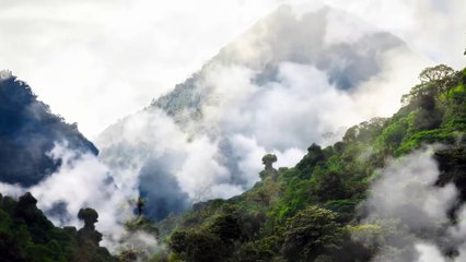 Dolphins fishing on land - Aquatic Animals Take To Land
