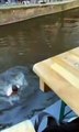 Il saute dans l'eau pour retrouver son téléphone tombé dans le canal à Amsterdam