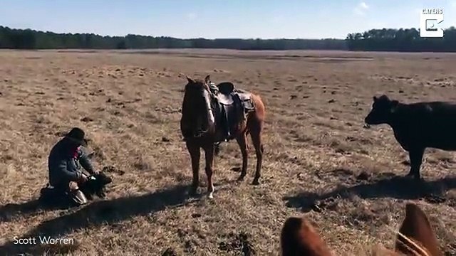 Ce cheval protège son cavalier