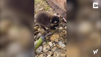 Waschbär-Baby hilft bei der Gartenarbeit