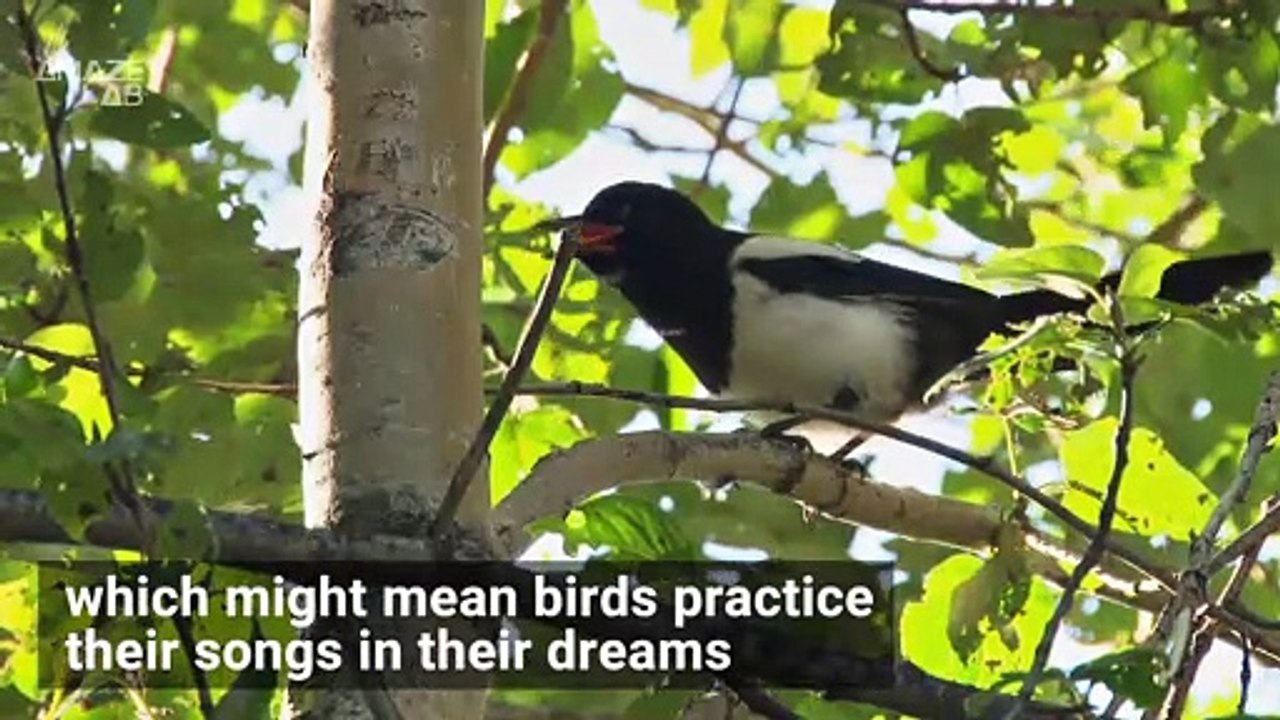What Scientists Think Birds, Rats, and Dogs Dream About