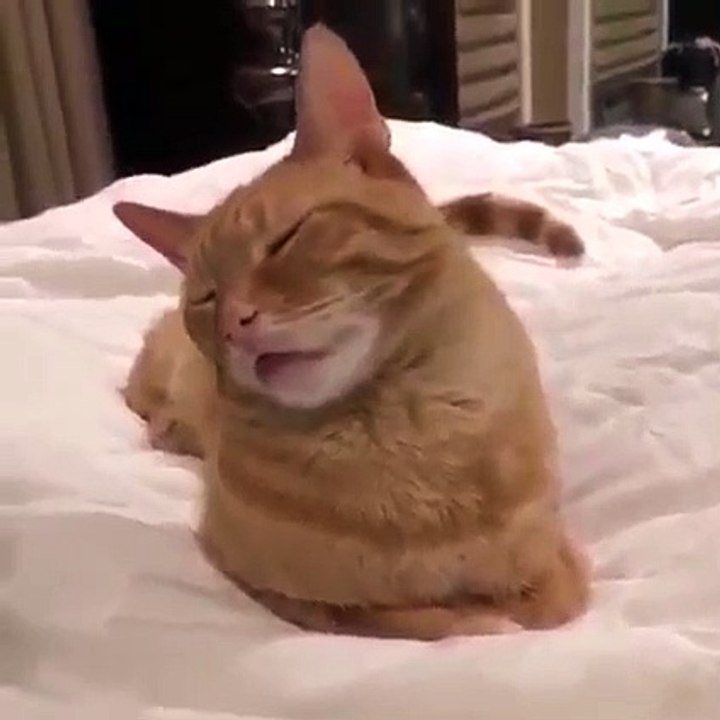 Tomber de sommeil - chat veut dormir