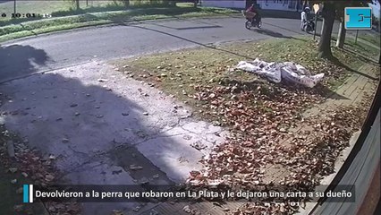 Devolvieron a la perra que robaron en La Plata y le dejaron una carta a su dueño