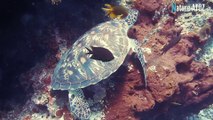 Heavy weight sea turtles life  समुद्री कछुओं का समुद्र के अंदर जीवन #sea #seaturtle #turtle
